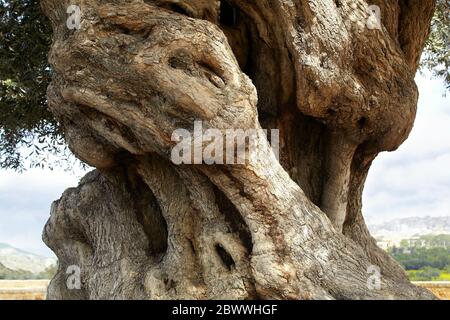 Italien, Agrigent. Tal der Tempel, tausend Jahre alten Olivenbaum Stockfoto