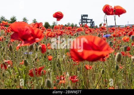 Laatzen, Deutschland. Juni 2020. Poppy blüht auf einem Feld nahe dem ehemaligen Messegelände bei Hannover. Im Hintergrund sieht man die Grundstruktur des Mailbox-Pavillons. Quelle: Swen Pförtner/dpa/Alamy Live News Stockfoto