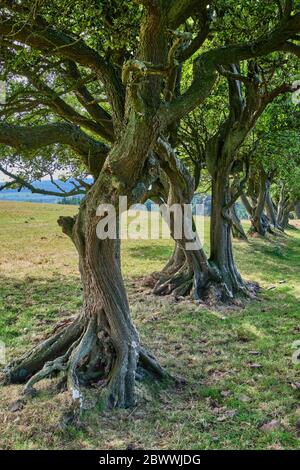 Eichen auf Hopesay Hill in der Nähe von Craven Arms, Shropshire Stockfoto