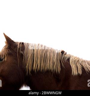 Mähne des Pferdes Stockfoto