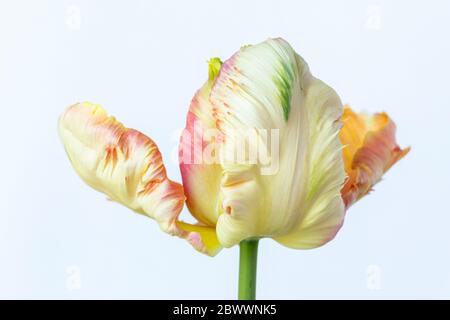 Makrostudio-Aufnahme einer Lachsparagoblüte Tulpenblüte isoliert vor weißem Hintergrund, Großbritannien Stockfoto