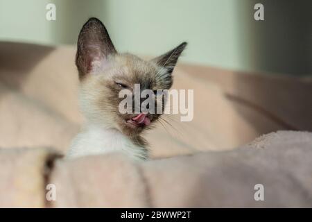 Lustige niedliche Kätzchen versteckt in einem weichen Korb. Reinrassige 2 Monate alte Siamkatze mit blauen mandelförmigen Augen auf beigefarbenem Korbhintergrund. Konzepte von Haustieren Stockfoto