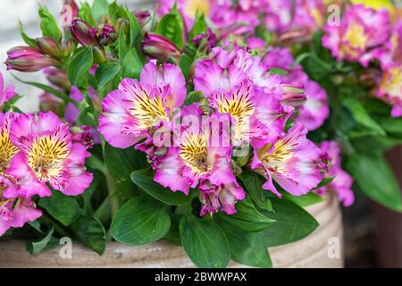 Nahaufnahme von Alstroemeria Inticancha Sonntagsblüte in Großbritannien Stockfoto