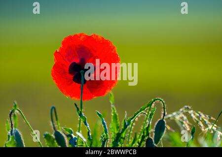 Rote Mohnblume auf grünem Hintergrund Stockfoto