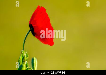 Rote Mohnblume auf grünem Hintergrund Stockfoto