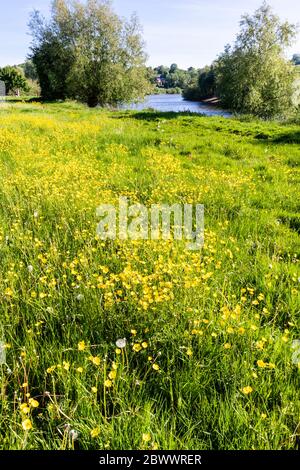 Butterblumen blühen am Severn Way Long Distance Wanderweg in Wainlodes, nördlich von Gloucester UK Stockfoto