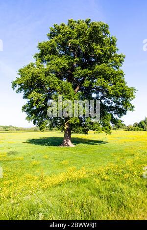 Eine Eiche neben dem Severn Way Long Distance Fußweg in Wainlodes, nördlich von Gloucester UK Stockfoto