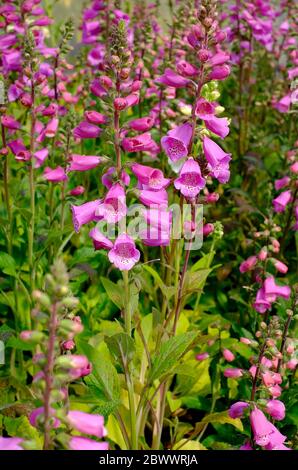 Digitalis purpurea, Füchshundhandschuhe im englischen Garten, norfolk, england Stockfoto