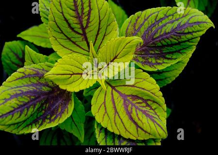 coleus nevada Pflanze auf schwarzem Hintergrund, norfolk, england Stockfoto