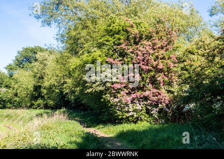 Verschiedene Arten von Weißdorn in Blüte am Coombe Hill Canal und Meadows Nature Reserve in der Nähe von Wainlodes, nördlich von Gloucester UK Stockfoto