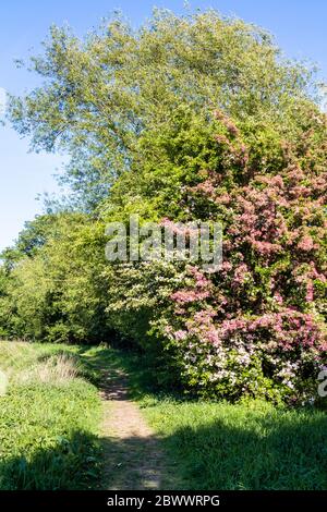 Verschiedene Arten von Weißdorn in Blüte am Coombe Hill Canal und Meadows Nature Reserve in der Nähe von Wainlodes, nördlich von Gloucester UK Stockfoto