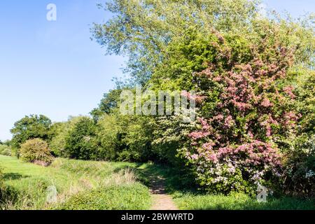 Verschiedene Arten von Weißdorn in Blüte am Coombe Hill Canal und Meadows Nature Reserve in der Nähe von Wainlodes, nördlich von Gloucester UK Stockfoto