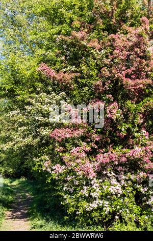 Verschiedene Arten von Weißdorn in Blüte am Coombe Hill Canal und Meadows Nature Reserve in der Nähe von Wainlodes, nördlich von Gloucester UK Stockfoto