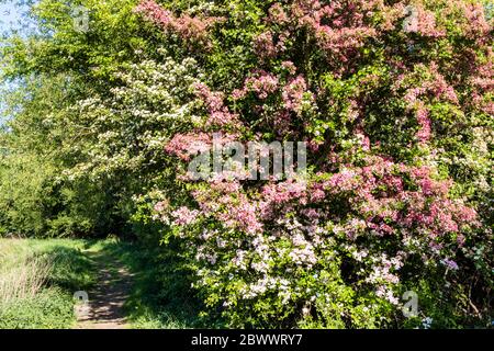 Verschiedene Arten von Weißdorn in Blüte am Coombe Hill Canal und Meadows Nature Reserve in der Nähe von Wainlodes, nördlich von Gloucester UK Stockfoto