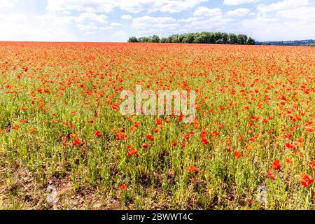 Ein Feld von Mohnblumen neben Ryknild Street oder Icknield Street (lokal Condicote Lane) eine römische Straße südlich des Cotswold Dorf Condicote. Stockfoto