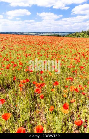 Ein Feld von Mohnblumen neben Ryknild Street oder Icknield Street (lokal Condicote Lane) eine römische Straße südlich des Cotswold Dorf Condicote. Stockfoto