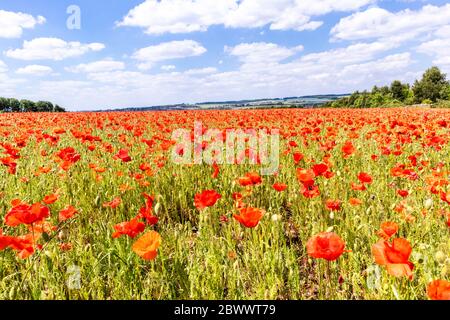 Ein Feld von Mohnblumen neben Ryknild Street oder Icknield Street (lokal Condicote Lane) eine römische Straße südlich des Cotswold Dorf Condicote. Stockfoto