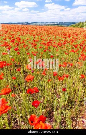 Ein Mohnfeld neben der Ryknild Street oder Icknield Street (örtlich Condicote Lane), einer römischen Straße südlich des Dorfes Cotswold, Condicote UK Stockfoto