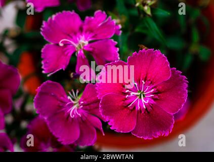 Ein Clsoe-up-Schuss von ROSA JUNGFERNBLÜTEN auf einem Topf.Dianthus deltoides, das rosa Jungfernblüte, ist eine Art von Dianthus, die in den meisten europäischen und westlichen ASI beheimatet ist Stockfoto