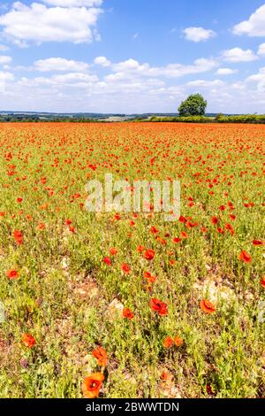 Ein Feld von Mohnblumen neben Ryknild Street oder Icknield Street (lokal Condicote Lane) eine römische Straße südlich des Cotswold Dorf Condicote. Stockfoto