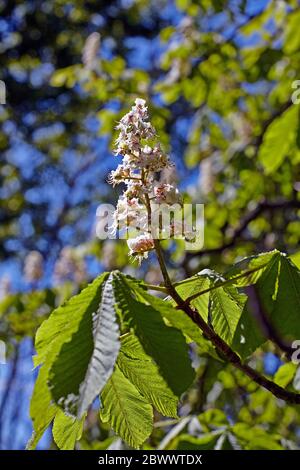 Blütennahaufnahme auf einem Rosskastanienbaum (aesculus hippocastanum Stockfoto