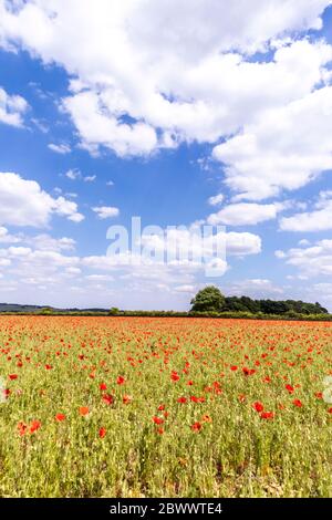Ein Feld von Mohnblumen neben Ryknild Street oder Icknield Street (lokal Condicote Lane) eine römische Straße südlich des Cotswold Dorf Condicote. Stockfoto