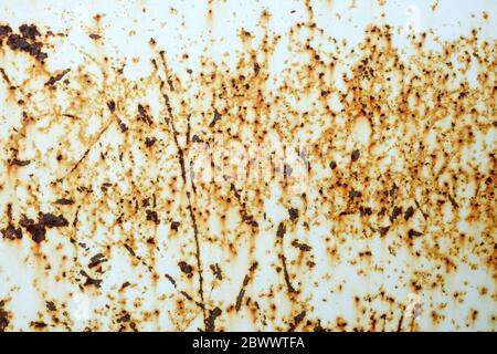 Rostig auf Peeling White Painting auf Metallblech Hintergrund. Stockfoto