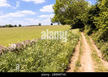 Ryknild Street oder Icknield Street (lokal Condicote Lane) eine römische Straße südlich des Cotswold Dorfes Condicote, Gloucestershire UK Stockfoto