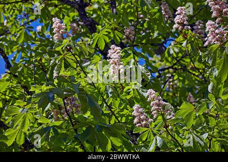 Reife Pferde Kastanienbaum (Aesculus hippocastanum) bedeckt mit weißen Blüten vor klarem blauen Himmel Stockfoto