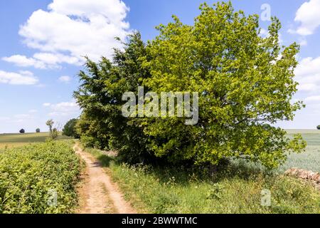 Eine Buche und eine Eiche neben Ryknild Street oder Icknield Street (lokal Condicote Lane) eine römische Straße nur S vom Cotswold Dorf Condicote. Stockfoto