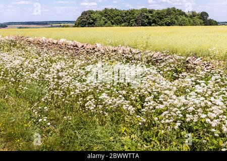Umbellifera wächst neben Ryknild Street oder Icknield Street (lokal Condicote Lane) eine römische Straße südlich des Cotswold Dorf Condicote Stockfoto