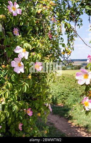 Wildhunderose wächst neben der Ryknild Street oder der Icknield Street (lokal Condicote Lane), einer römischen Straße südlich des Cotswold-Dorfes Condicote. Stockfoto