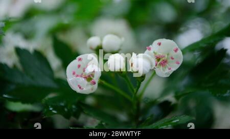 Blühender Baum. Weiße Blumen auf dem Nahaufnahme-Bild des Baumes. Frühlingsblüte. Stockfoto