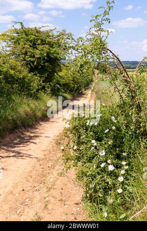 Wilde Hundemosen wachsen neben Ryknild Street oder Icknield Street (lokal Condicote Lane) eine römische Straße südlich des Cotswold Dorf Condicote Stockfoto