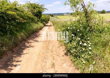 Wilde Hundemosen wachsen neben Ryknild Street oder Icknield Street (lokal Condicote Lane) eine römische Straße südlich des Cotswold Dorf Condicote Stockfoto