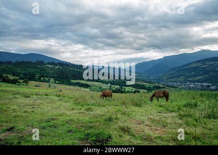 Pferde auf einer schönen Weide in den Bergen Stockfoto