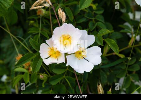 Weiße Hundenrose, Rosa Canina, blühend in einer Hecke. England. Stockfoto