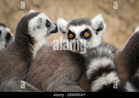 Nahaufnahme von Ringschwanz-Lemuren (Lemur catta) in zusammengedrängter Gruppe, im Freien im West Midland (Midlands) Safari Park, Großbritannien. Stockfoto