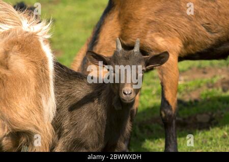 Niedliche schwarze Ziege mit kleinen Hörnern Stockfoto