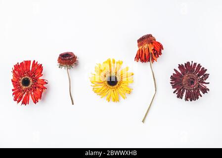 Trockenes Gerbera-Blumenmuster auf weißem Hintergrund. Stockfoto