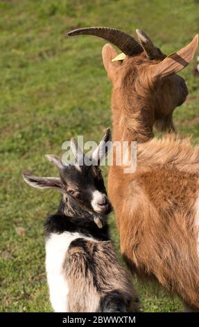 Kleine Ziege und eine große braune Ziege mit langen Hörnern Stockfoto