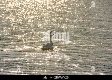 Aufnahme eines wunderschönen Schwans, der im See schwimmend unter den glänzenden Sonnenstrahlen glänzte Stockfoto