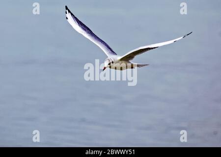 Möwe im Flug und auf dem Pier Stockfoto