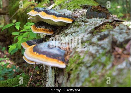 Pilz Fomitopsis pinicola, eine harte Pilz auf alte Birke Stockfoto