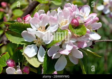 Crab Apple (Malus sylvestris), Nahaufnahme der Blüte eines kleinen Baumes, der am Straßenrand wächst. Stockfoto