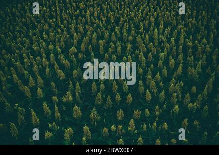 Cockscomb oder chinesischer Wollblumenfeld Hintergrund. Stockfoto