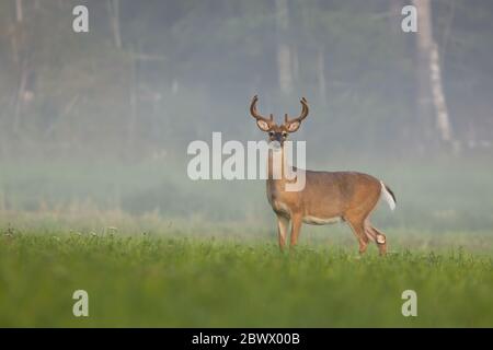 Weißschwanz-Hirsch-Buck beobachten auf der grünen Wiese im Sommer nebligen Morgen Stockfoto