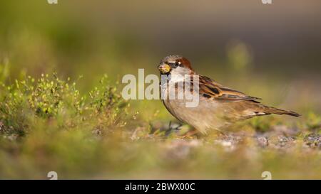 Kleines Haus Spatz Männchen sitzt auf einer Schotterstraße und füttern auf Gras Stockfoto