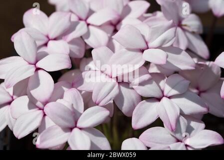 Rhodohypoxis baurii „Tetra White“ Stockfoto