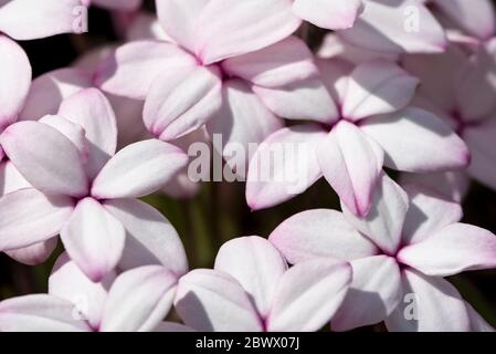 Rhodohypoxis baurii „Tetra White“ Stockfoto